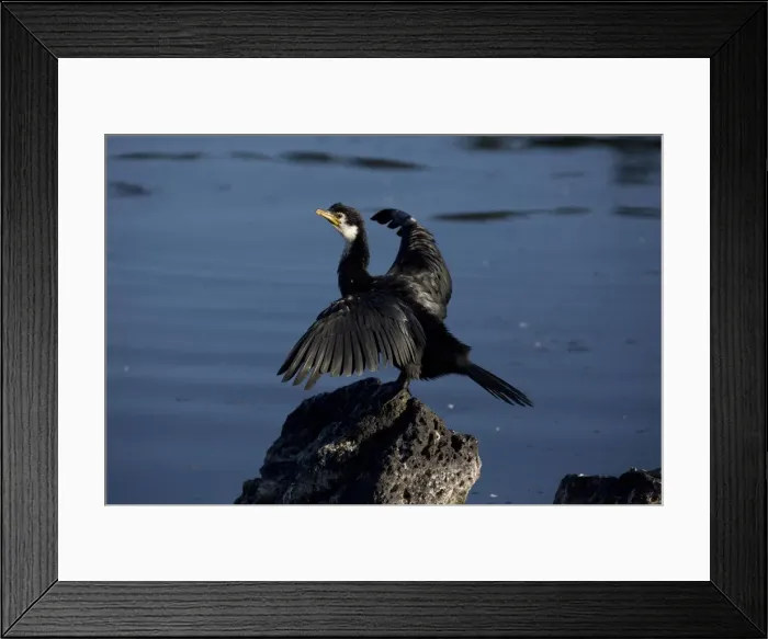 Framed Print : Picture No. 11993363 Framed Print : Picture No. 11993363