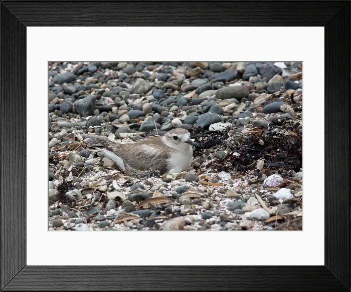 Framed Print : Picture No. 11993364 Framed Print : Picture No. 11993364