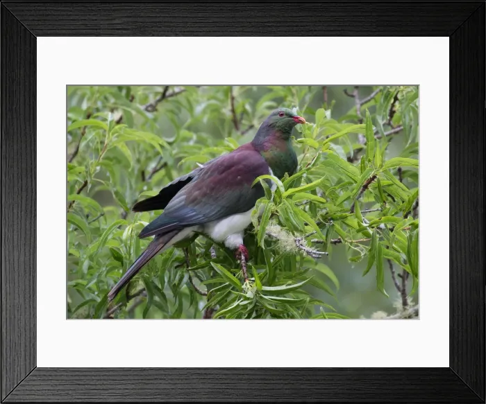 Framed Print : Picture No. 11993366 Framed Print : Picture No. 11993366