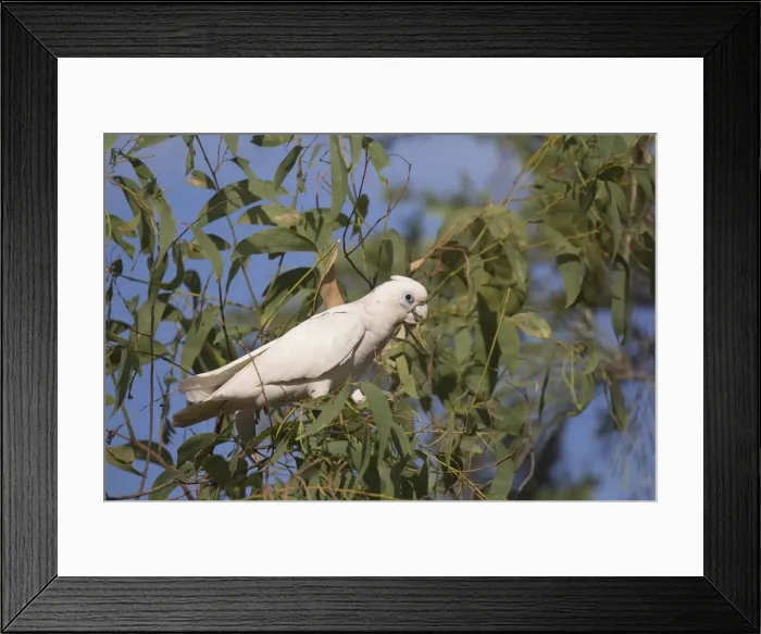 Framed Print : Picture No. 11993362 Framed Print : Picture No. 11993362