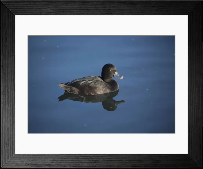 Framed Print : Picture No. 11993368 Framed Print : Picture No. 11993368