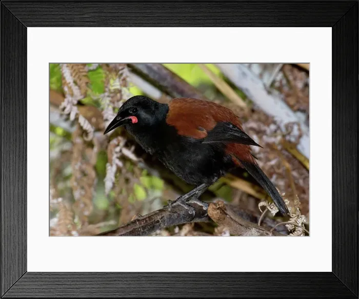 Framed Print : Picture No. 11993369 Framed Print : Picture No. 11993369