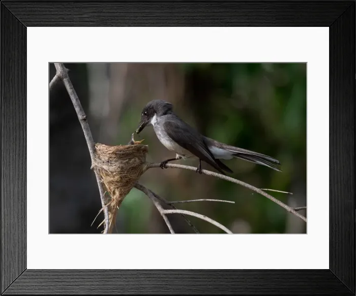 Framed Print : Picture No. 11993370 Framed Print : Picture No. 11993370