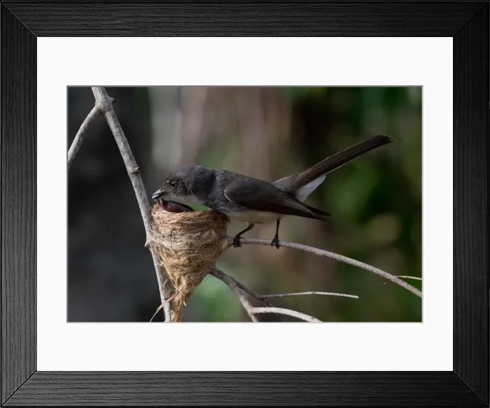 Framed Print : Picture No. 11993371 Framed Print : Picture No. 11993371