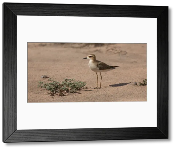 Framed Print : Picture No. 11993372 Framed Print : Picture No. 11993372
