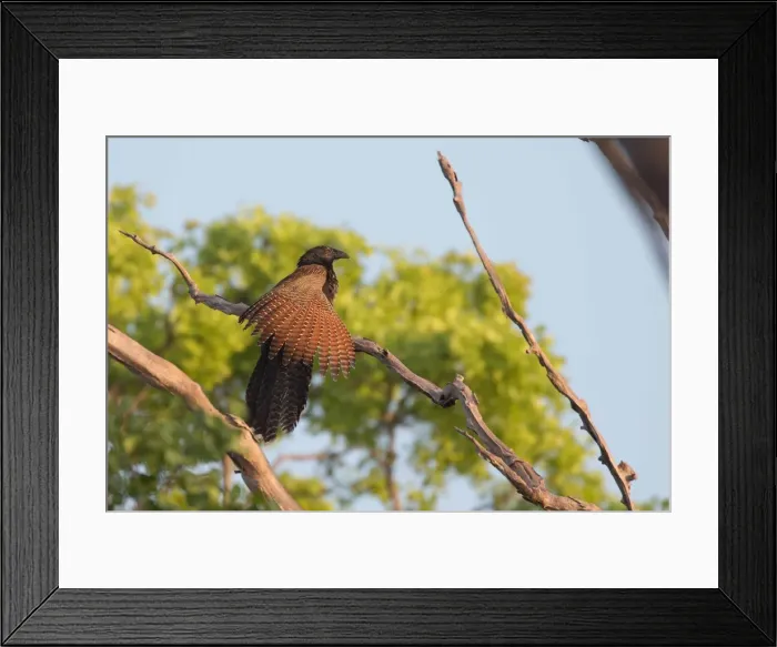 Framed Print : Picture No. 11993373 Framed Print : Picture No. 11993373