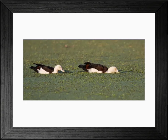 Framed Print : Picture No. 11993374 Framed Print : Picture No. 11993374