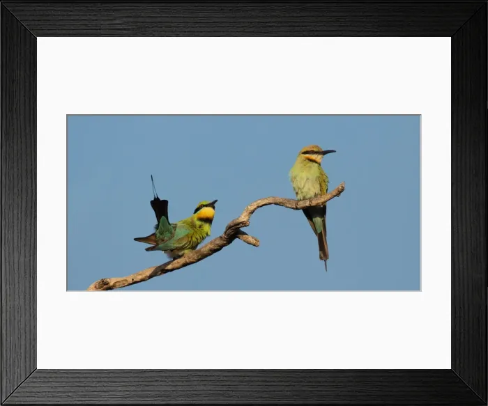 Framed Print : Picture No. 11993375 Framed Print : Picture No. 11993375