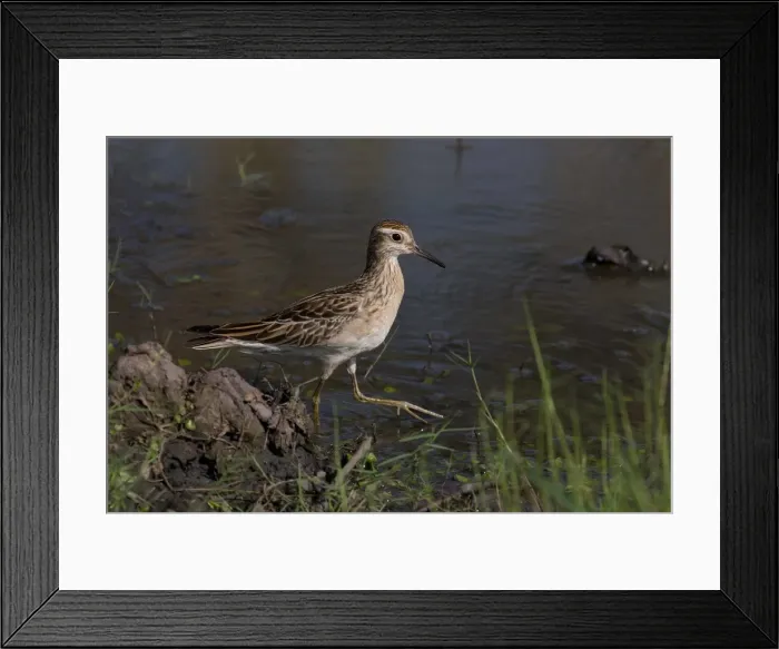 Framed Print : Picture No. 11993376 Framed Print : Picture No. 11993376
