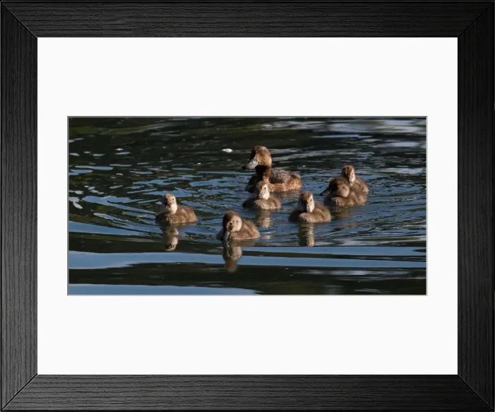 Framed Print : Picture No. 11993367 Framed Print : Picture No. 11993367