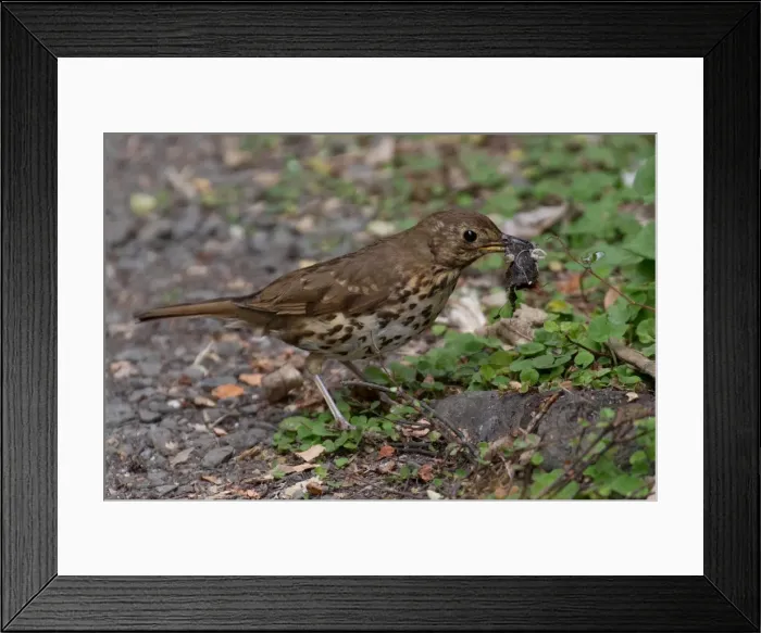 Framed Print : Picture No. 11993378 Framed Print : Picture No. 11993378