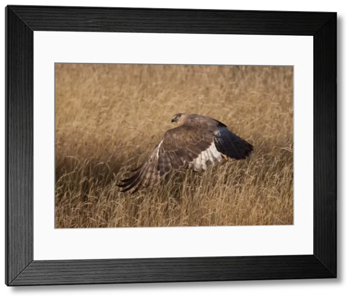 Framed Print : Picture No. 11993380 Framed Print : Picture No. 11993380