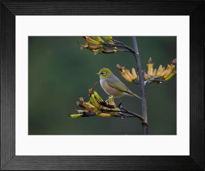 Framed Print : Picture No. 11993377 Framed Print : Picture No. 11993377