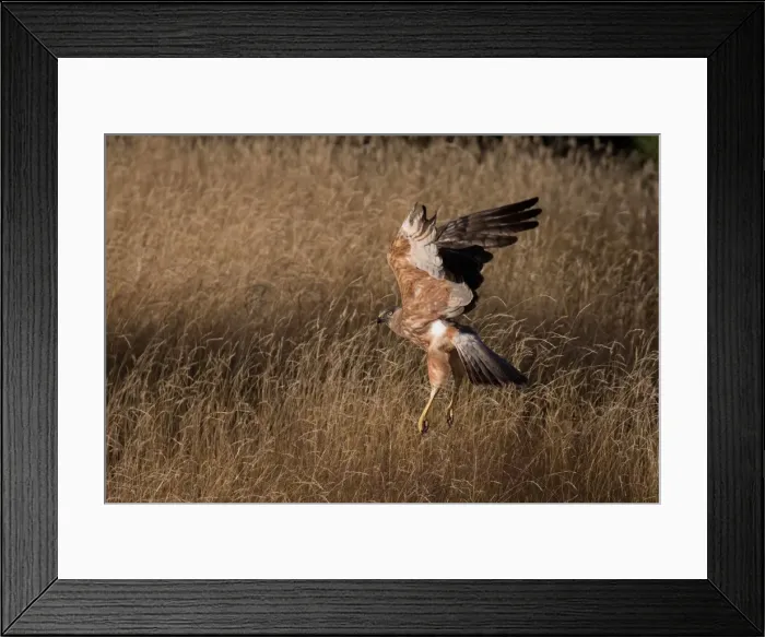 Framed Print : Picture No. 11993381 Framed Print : Picture No. 11993381