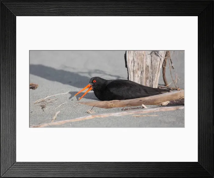 Framed Print : Picture No. 11993384 Framed Print : Picture No. 11993384
