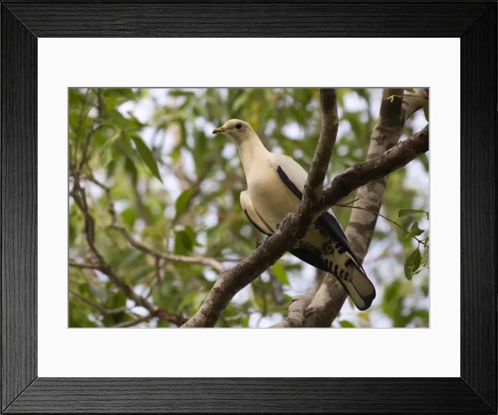 Framed Print : Picture No. 11993382 Framed Print : Picture No. 11993382