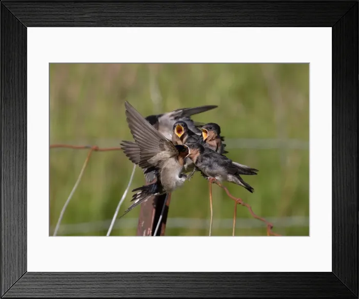Framed Print : Picture No. 11993386 Framed Print : Picture No. 11993386