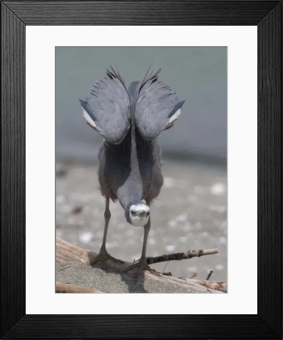 Framed Print : Picture No. 11993388 Framed Print : Picture No. 11993388