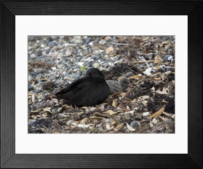 Framed Print : Picture No. 11993385 Framed Print : Picture No. 11993385