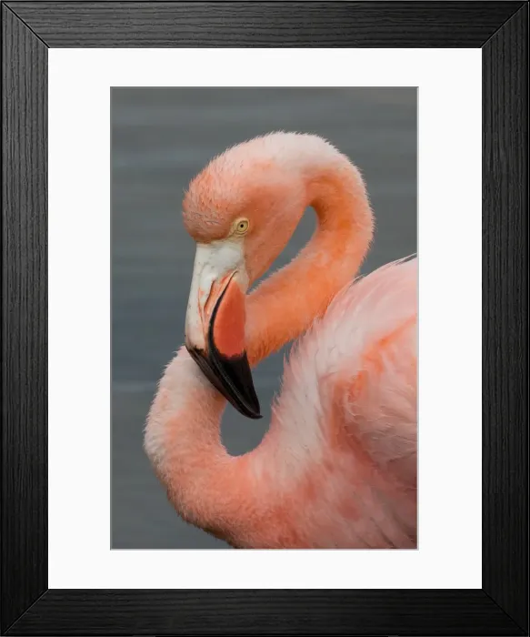 Framed Print : Picture No. 11992708