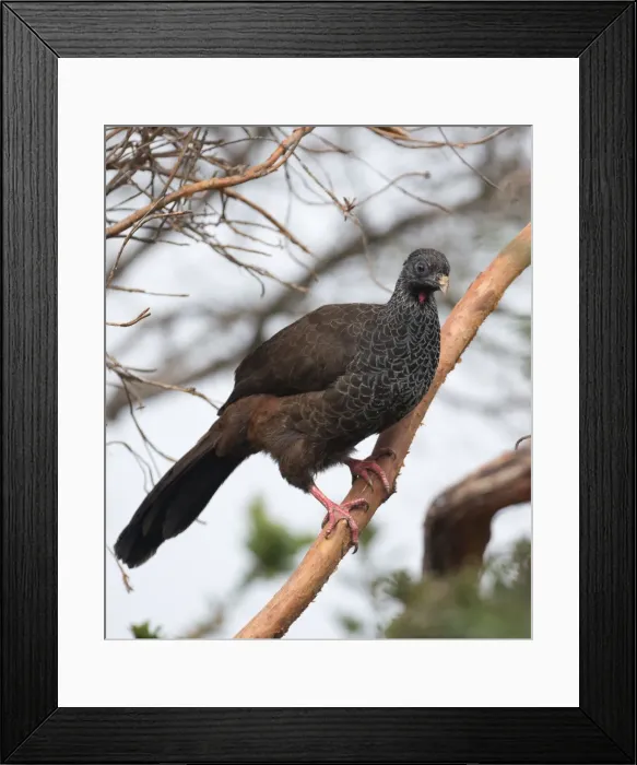 Framed Print : Picture No. 11992709 Framed Print : Picture No. 11992709