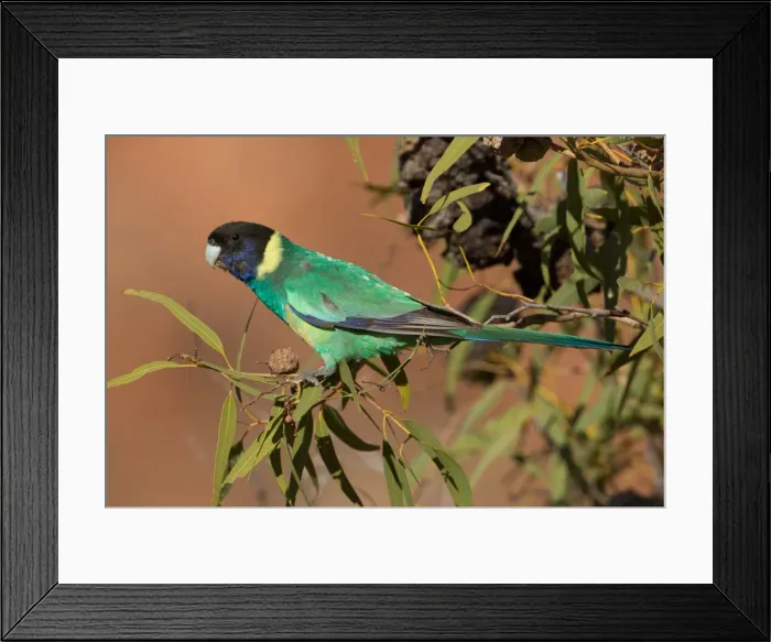 Framed Print : Picture No. 11992710 Framed Print : Picture No. 11992710