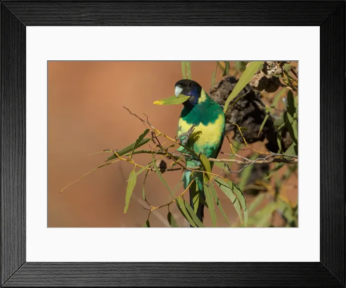 Framed Print : Picture No. 11992711 Framed Print : Picture No. 11992711