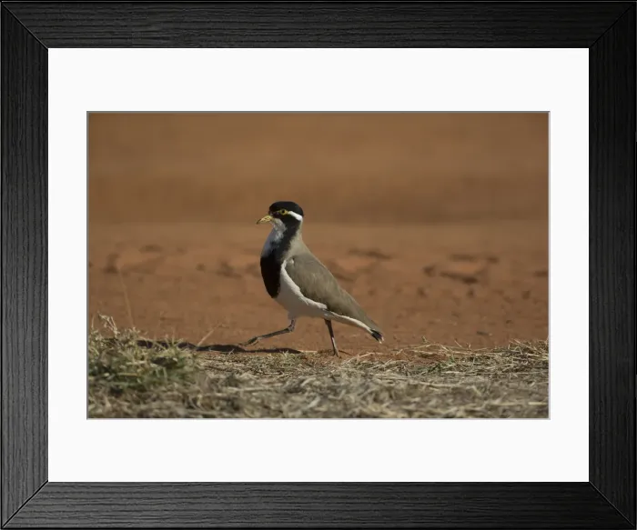 Framed Print : Picture No. 11992712 Framed Print : Picture No. 11992712