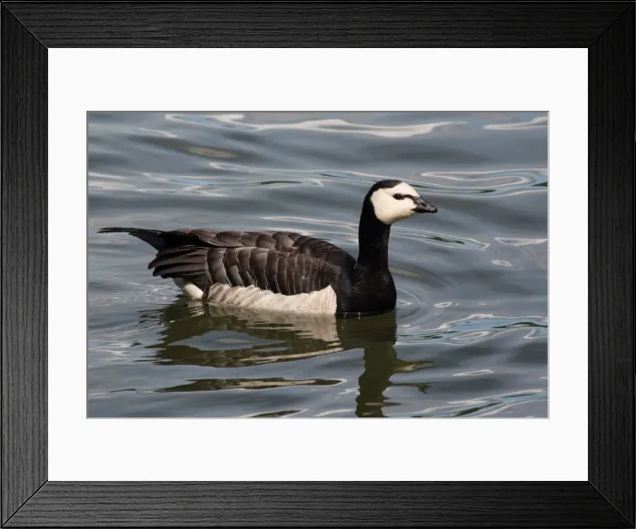 Framed Print : Picture No. 11992713 Framed Print : Picture No. 11992713