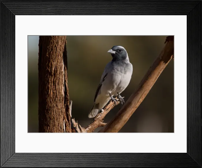 Framed Print : Picture No. 11992714 Framed Print : Picture No. 11992714