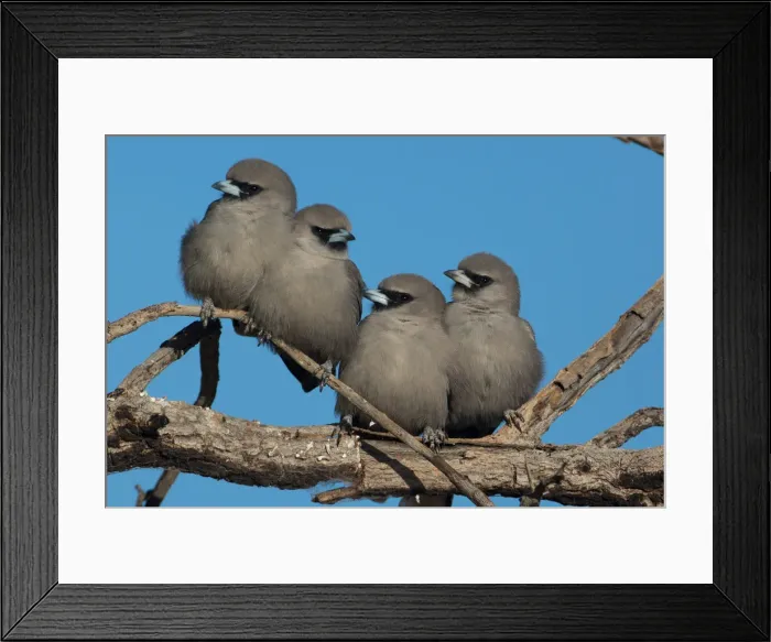 Framed Print : Picture No. 11992716 Framed Print : Picture No. 11992716