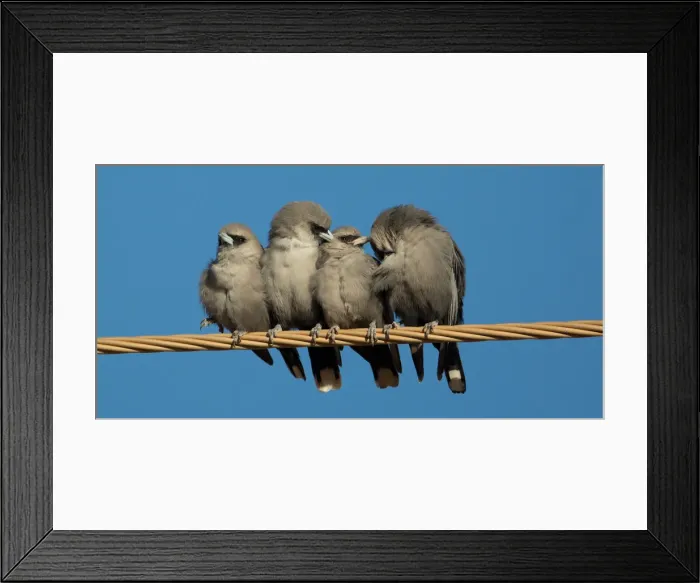 Framed Print : Picture No. 11992717 Framed Print : Picture No. 11992717
