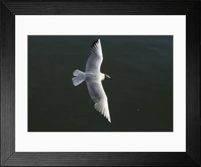 Framed Print : Picture No. 11992718 Framed Print : Picture No. 11992718
