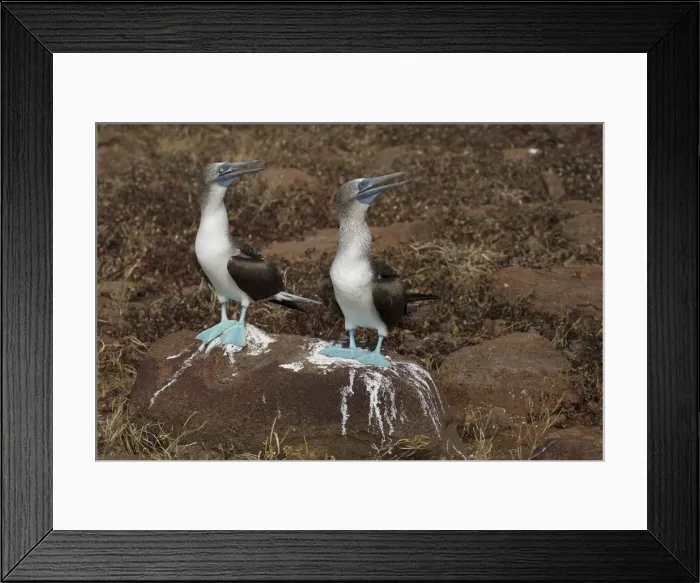 Framed Print : Picture No. 11992719 Framed Print : Picture No. 11992719