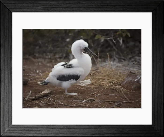 Framed Print : Picture No. 11992720 Framed Print : Picture No. 11992720