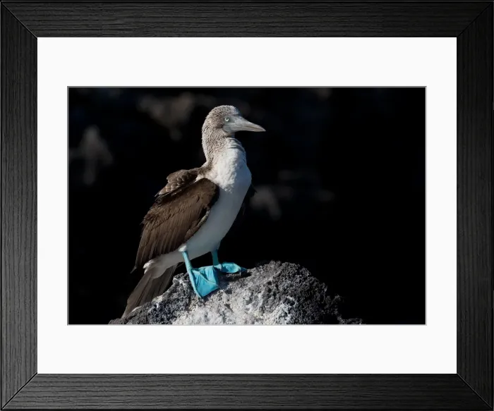 Framed Print : Picture No. 11992721 Framed Print : Picture No. 11992721