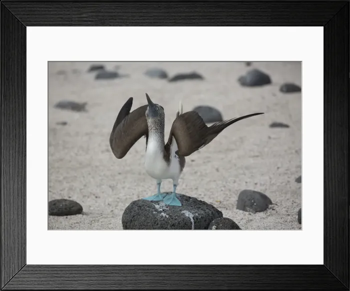 Framed Print : Picture No. 11992722 Framed Print : Picture No. 11992722