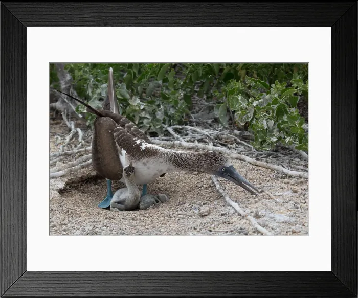 Framed Print : Picture No. 11992723 Framed Print : Picture No. 11992723