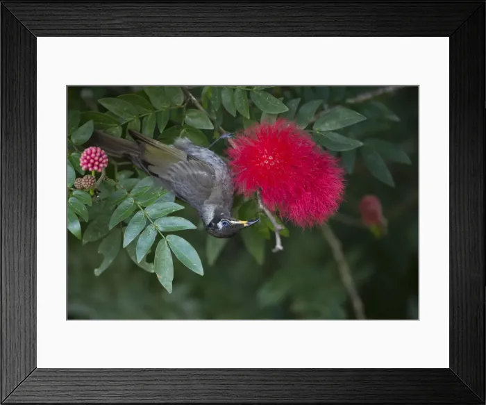 Framed Print : Picture No. 11992724 Framed Print : Picture No. 11992724