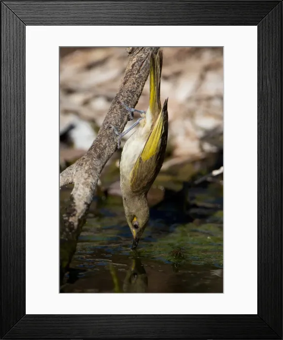 Framed Print : Picture No. 11992726