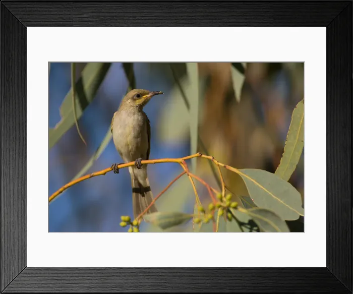 Framed Print : Picture No. 11992727 Framed Print : Picture No. 11992727
