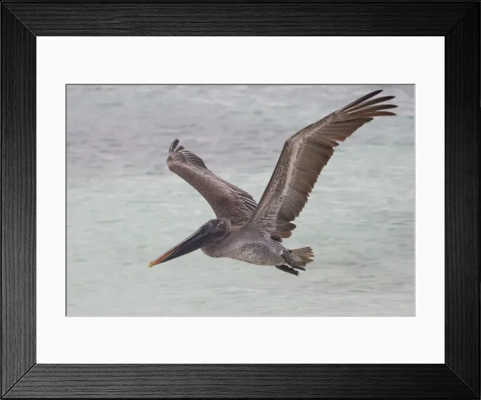 Framed Print : Picture No. 11992729 Framed Print : Picture No. 11992729