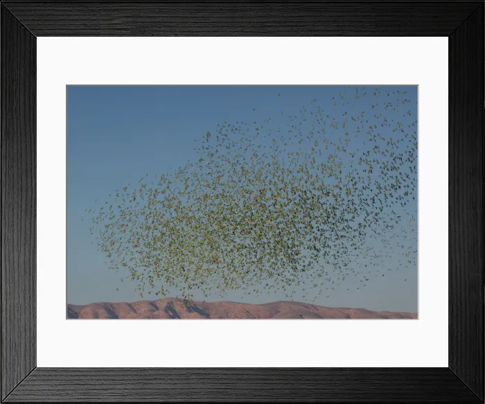Framed Print : Picture No. 11992732 Framed Print : Picture No. 11992732