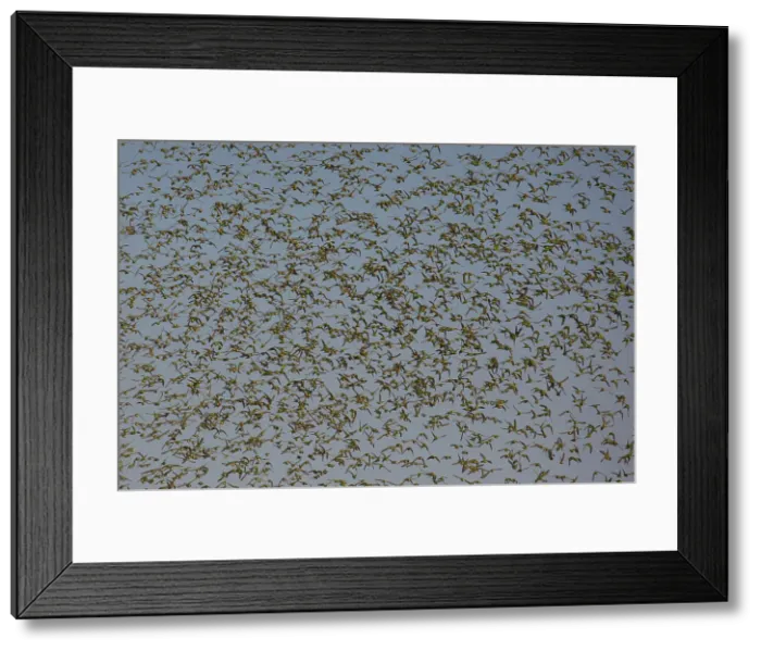 Framed Print : Picture No. 11992733 Framed Print : Picture No. 11992733