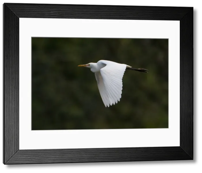 Framed Print : Picture No. 11992737 Framed Print : Picture No. 11992737