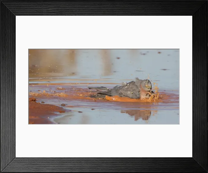 Framed Print : Picture No. 11992740 Framed Print : Picture No. 11992740