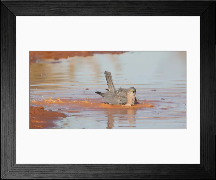 Framed Print : Picture No. 11992739 Framed Print : Picture No. 11992739