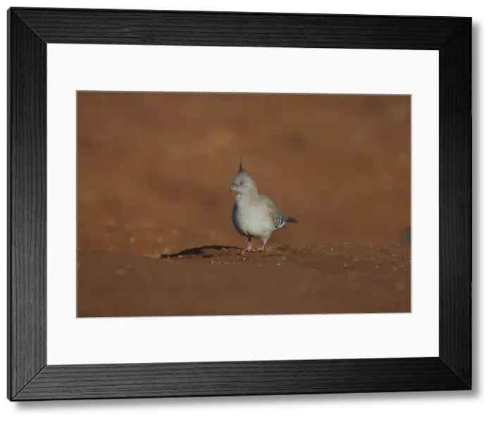 Framed Print : Picture No. 11992741 Framed Print : Picture No. 11992741