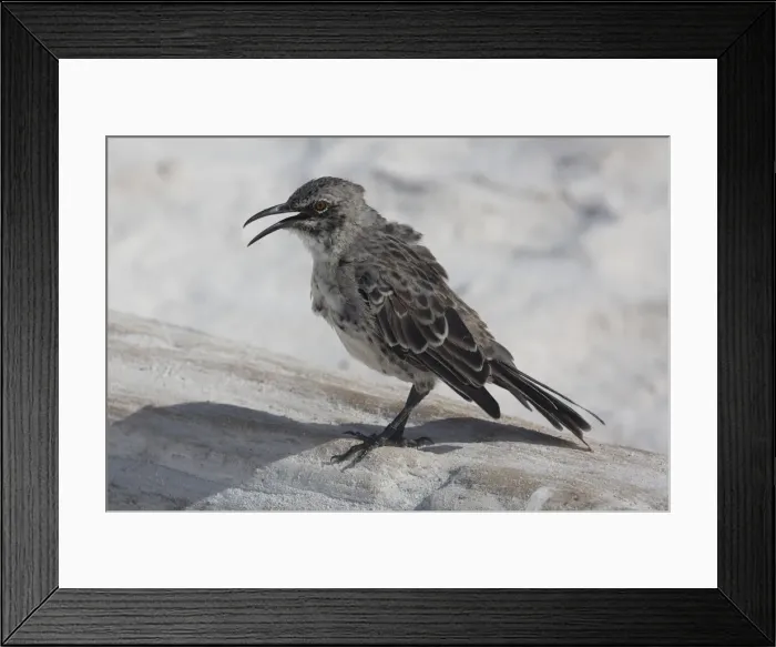 Framed Print : Picture No. 11992742 Framed Print : Picture No. 11992742