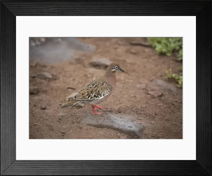 Framed Print : Picture No. 11992743 Framed Print : Picture No. 11992743